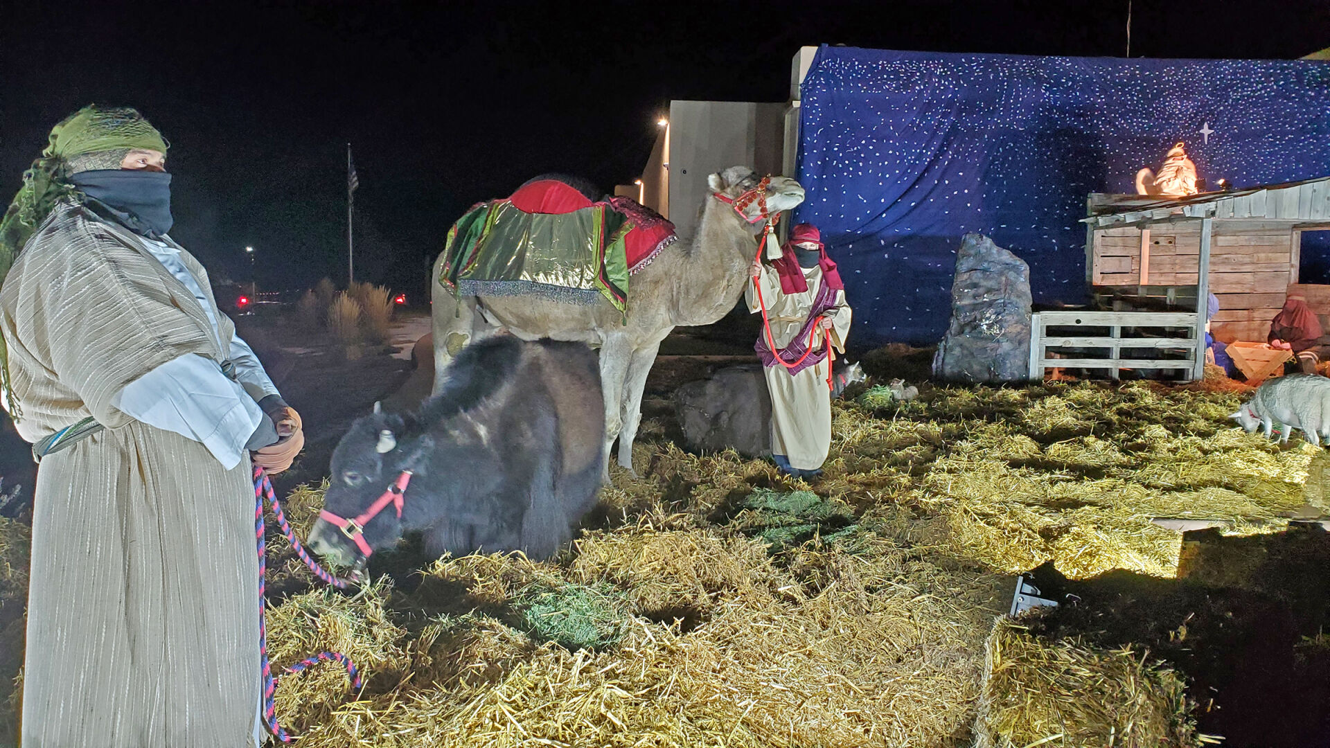 Nativity- Animals
